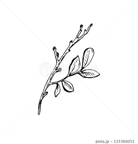 Ink line drawing of a taiga shrub twig with leaves in vintage botanical style. Suitable for labels, packaging, prints, patterns and nature themed designs Ink line drawing of a taiga shrub twig with leaves in vintage botanical style. Suitable for labels, packaging, prints, patterns and nature themed designs 135360052