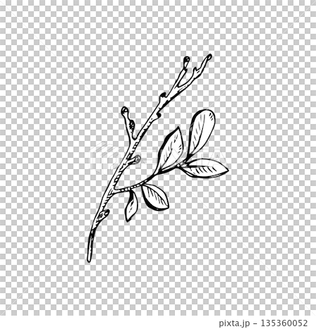 Ink line drawing of a taiga shrub twig with leaves in vintage botanical style. Suitable for labels, packaging, prints, patterns and nature themed designs Ink line drawing of a taiga shrub twig with leaves in vintage botanical style. Suitable for labels, packaging, prints, patterns and nature themed designs 135360052