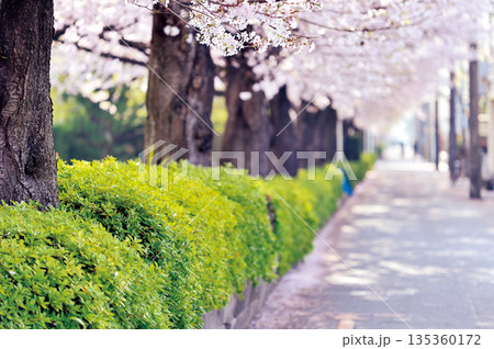 南町桜並木(蕨市) 南町桜並木(蕨市) 135360172