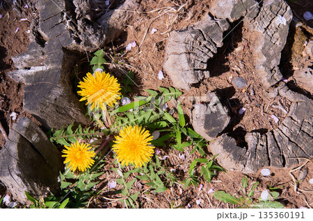 朽ちた切り株と元気に咲くタンポポの花 朽ちた切り株と元気に咲くタンポポの花 135360191