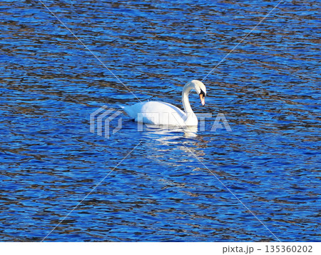 水面を漂う白鳥 水面を漂う白鳥 135360202