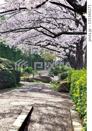 南町桜並木(蕨市) 南町桜並木(蕨市) 135360271