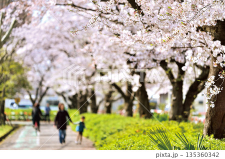 富士見公園の桜(蕨市) 富士見公園の桜(蕨市) 135360342