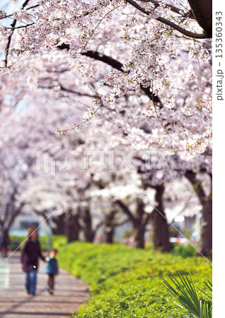 富士見公園の桜（蕨市） 135360343