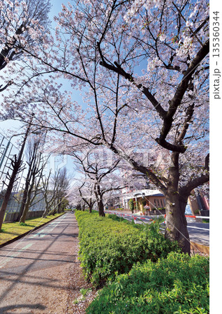 富士見公園の桜（蕨市） 135360344