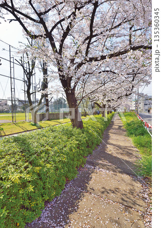 富士見公園の桜（蕨市） 135360345