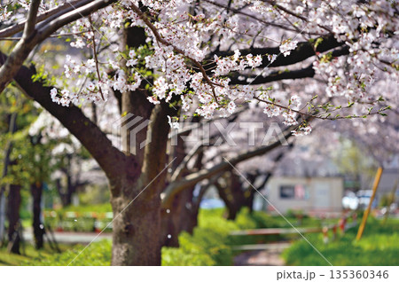 富士見公園の桜(蕨市) 富士見公園の桜(蕨市) 135360346