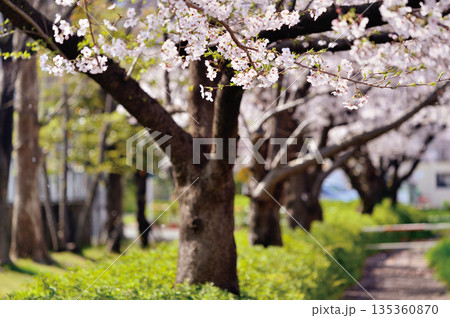 富士見公園の桜(蕨市) 富士見公園の桜(蕨市) 135360870
