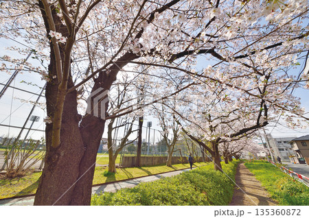 富士見公園の桜（蕨市） 135360872