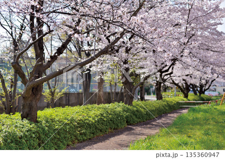 富士見公園の桜（蕨市） 135360947