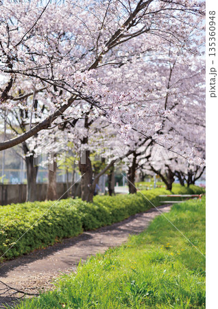 富士見公園の桜（蕨市） 135360948