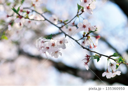 富士見公園の桜（蕨市） 135360950