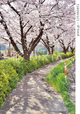 富士見公園の桜(蕨市) 富士見公園の桜(蕨市) 135360951