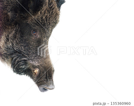 wild boar portrait isolated on white background wild boar portrait isolated on white background 135360960
