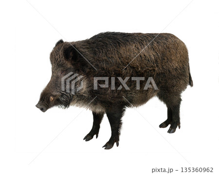 wild boar isolated on white background 135360962