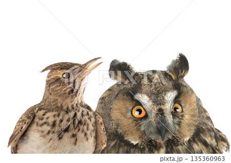 figurative picture of a portrait of an owl and a lark isolated on a white background. figurative picture of a portrait of an owl and a lark isolated on a white background. 135360963