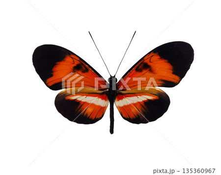butterfly melpomene Hybride isolated on white background 135360967