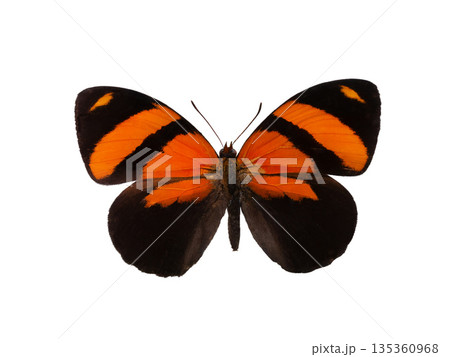 butterfly Callicore pitheas  isolated on white background 135360968