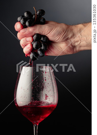 Winemaker's hand firmly squeezes a bunch of ripe grapes. Winemaker's hand firmly squeezes a bunch of ripe grapes. 135361030
