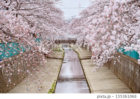 緑川の桜（川口市） 135361068