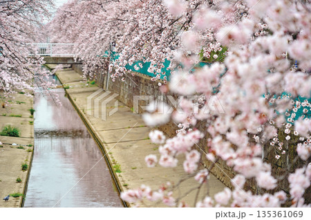 緑川の桜（川口市） 135361069