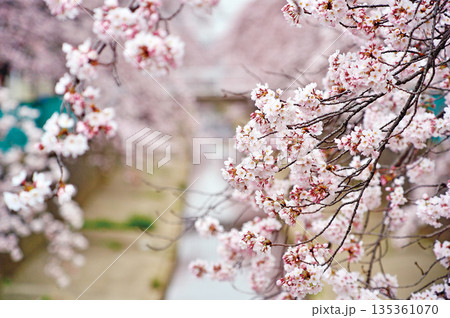 緑川の桜（川口市） 135361070