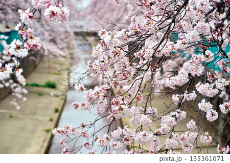 緑川の桜（川口市） 135361071