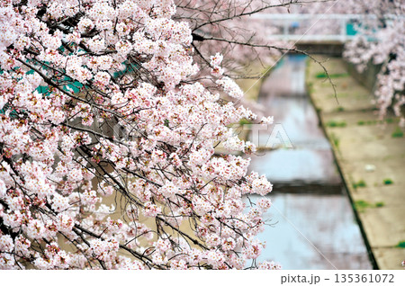 緑川の桜（川口市） 135361072
