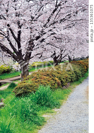 緑川の桜（川口市） 135361075