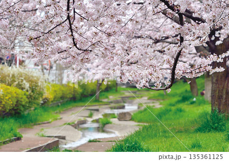 緑川の桜（川口市） 135361125