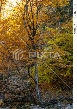 Autumn forest leaves, golden foliage illuminating a tranquil wilderness scene with flowing stream Autumn forest leaves, golden foliage illuminating a tranquil wilderness scene with flowing stream 135361303
