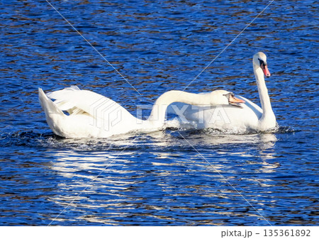 水面を漂う白鳥 135361892
