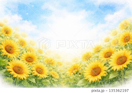 ひまわり　ヒマワリ　向日葵　満開 135362197