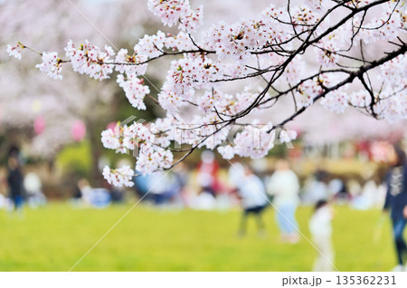 蕨市民公園 蕨市民公園 135362231