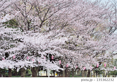 蕨市民公園 蕨市民公園 135362232