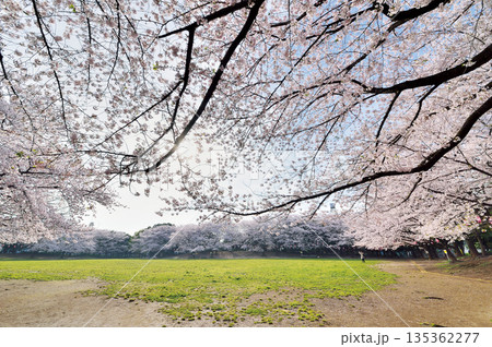 蕨市民公園 135362277