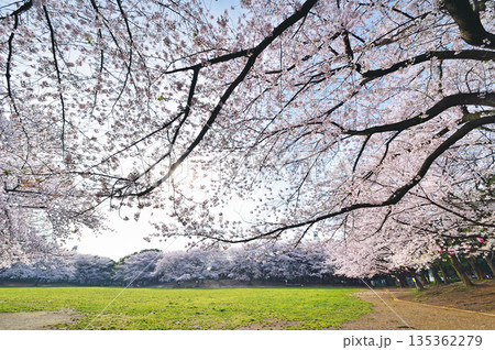 蕨市民公園 蕨市民公園 135362279