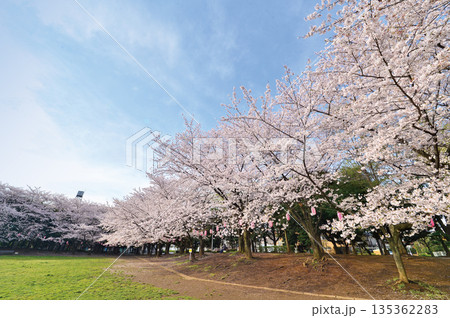 蕨市民公園 135362283