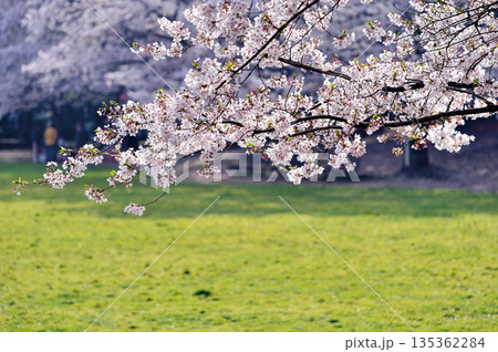 蕨市民公園 135362284