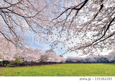 蕨市民公園 蕨市民公園 135362285