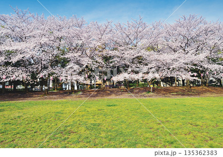 蕨市民公園 135362383