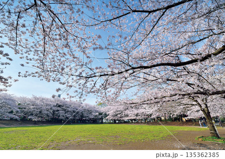 蕨市民公園 135362385