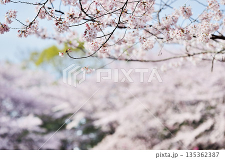 蕨市民公園 蕨市民公園 135362387