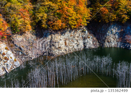 【栃木県_奥日光】湯西川ダム湖の紅葉と白い小立 11月 【栃木県_奥日光】湯西川ダム湖の紅葉と白い小立 11月 135362499