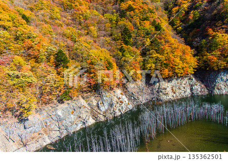 【栃木県_奥日光】湯西川ダム湖の紅葉と白い小立 11月 【栃木県_奥日光】湯西川ダム湖の紅葉と白い小立 11月 135362501