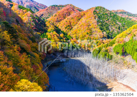 【栃木県_奥日光】湯西川ダム湖の紅葉と白い小立 11月 135362504