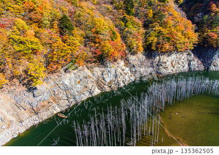 【栃木県_奥日光】湯西川ダム湖の紅葉と白い小立 11月 135362505
