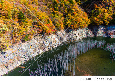 【栃木県_奥日光】湯西川ダム湖の紅葉と白い小立 11月 【栃木県_奥日光】湯西川ダム湖の紅葉と白い小立 11月 135362506