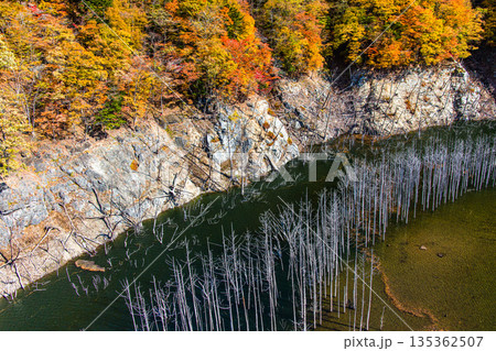 【栃木県_奥日光】湯西川ダム湖の紅葉と白い小立 11月 135362507