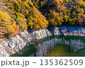 【栃木県_奥日光】湯西川ダム湖の紅葉と白い小立 11月 135362509